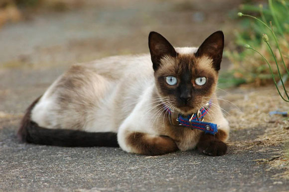 猫 シャム シャム猫の色は温度で変化！とっても不思議な仕組みについて